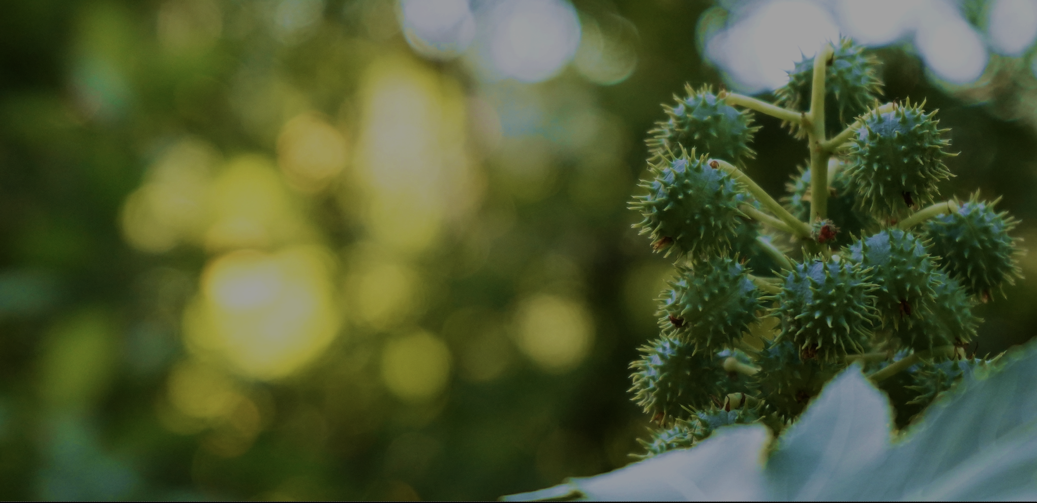 header 5 page accueil V2